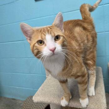 Cream Puff -  Domestic Short Hair Cat for Adoption in Chilton, Wisconsin - Cream Puff | PetCurious
