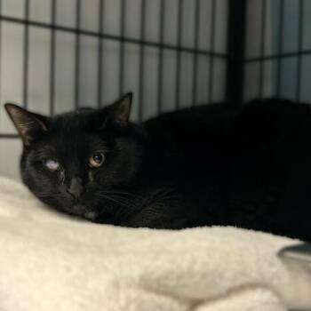 Domestic Short Hair Cats Available for Adoption - Bunny | PetCurious