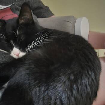 Domestic Short Hair Cats Available for Adoption - Johnny Bravo--In Foster | PetCurious