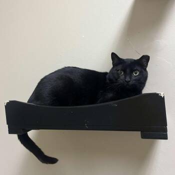 Jigsaw -  Domestic Short Hair Cat for Adoption in Medina, Ohio - Jigsaw | PetCurious