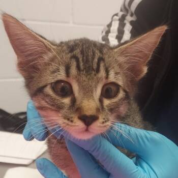 Citrine -  Domestic Short Hair Cat for Adoption in West Palm Beach, Florida - Citrine | PetCurious