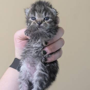 Yorkshire -  Domestic Short Hair Cat for Adoption in Brownsboro, Alabama - Yorkshire | PetCurious