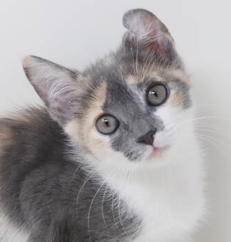 Theodora is the prettiest AND sweetest cutie around - adorable f -  Turkish Van and Dilute Calico Cat for Adoption in Bedford Hills, New York - Theodora Is The Prettiest AND Sweetest Cutie Around - Adorable F | PetCurious