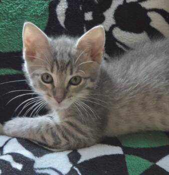 Julie (from junkyard to jewel) -  Domestic Short Hair Cat for Adoption in Houston, Texas - Julie (from Junkyard To Jewel) | PetCurious