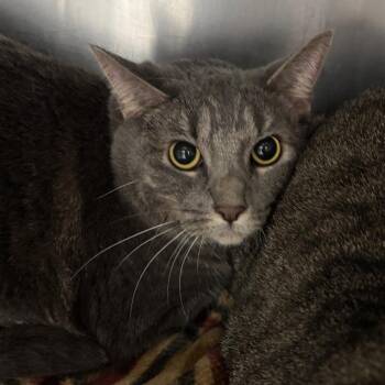 Lucy Lu -  Domestic Short Hair Cat for Adoption in Grand Rapids, Michigan - Lucy Lu | PetCurious