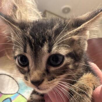 Tiger -  American Shorthair Cat for Adoption in Freeport, Florida - Tiger | PetCurious