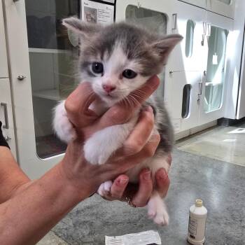 Domestic Short Hair Cats Available for Adoption in Jasper, Indiana - Cremini | PetCurious