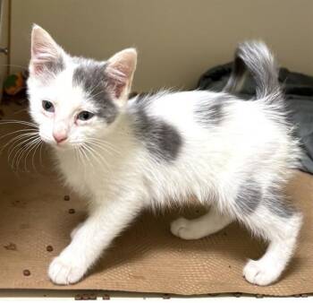 PIGLET -  Domestic Short Hair Cat for Adoption in Dedham, Massachusetts - PIGLET | PetCurious