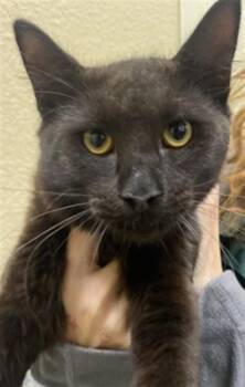 DUKE -  Domestic Long Hair Cat for Adoption in Fort Myers, Florida - DUKE | PetCurious