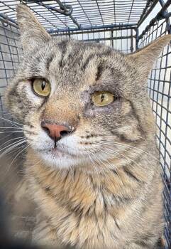 Massimo -  Domestic Short Hair Cat for Adoption in Gillette, Wyoming - Massimo | PetCurious