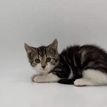 Sesame -  Domestic Short Hair Cat for Adoption in State College, Pennsylvania - Sesame | PetCurious
