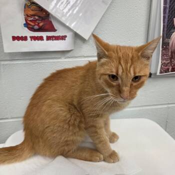Creamsicle -  Domestic Short Hair Cat for Adoption in Chattanooga, Tennessee - Creamsicle | PetCurious