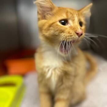 Little Foot -  Domestic Medium Hair Cat for Adoption in Valley, Alabama - Little Foot | PetCurious