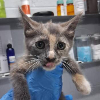 Dezi -  Domestic Short Hair Cat for Adoption in Summerville, South Carolina - Dezi | PetCurious