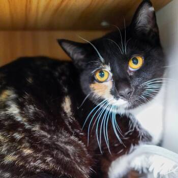 Domestic Short Hair Cats Available for Adoption - Feral Mert | PetCurious