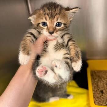 Pegasus -  Domestic Short Hair Cat for Adoption in Port Charlotte, Florida - Pegasus | PetCurious