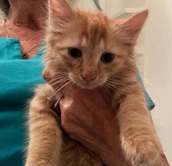 Saffron -  Domestic Medium Hair Cat for Adoption in Candler, North Carolina - Saffron | PetCurious