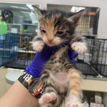 Domestic Short Hair Cats Available for Adoption - Bowling Terms _2 | PetCurious