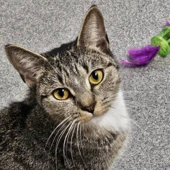 Goldie -  Domestic Short Hair Cat for Adoption in Brockton, Massachusetts - Goldie | PetCurious