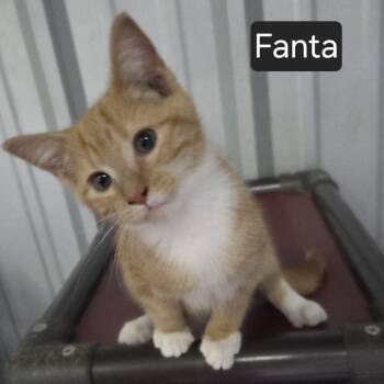 Fanta -  Domestic Short Hair Cat for Adoption in Snow Hill, North Carolina - Fanta | PetCurious