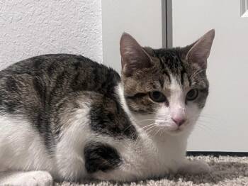 Rescue Domestic Short Hair and Tabby Cats for Adoption - LESLEY | PetCurious