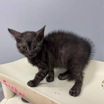 Rouge -  Domestic Short Hair Cat for Adoption in Columbus, Georgia - Rouge | PetCurious