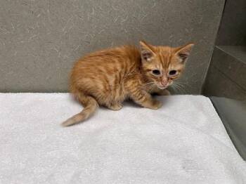 Domestic Short Hair Cats Available for Adoption in Moreno Valley, California - A550928 | PetCurious