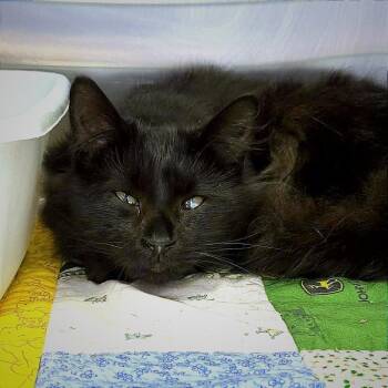 Domestic Long Hair Cats Available for Adoption in Hannibal, Missouri - Remedy | PetCurious