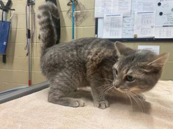 Domestic Short Hair Cats Available for Adoption - Sandy | PetCurious