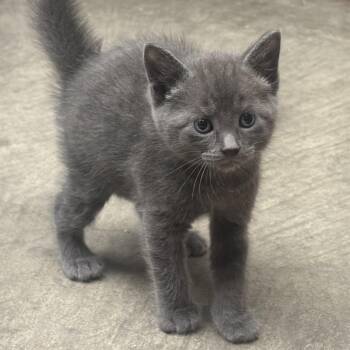 Nash -  Domestic Short Hair Cat for Adoption in Waynesburg, Pennsylvania - Nash | PetCurious