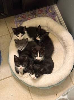 Sailor Moon -  Domestic Short Hair Cat for Adoption - Sailor Moon | PetCurious