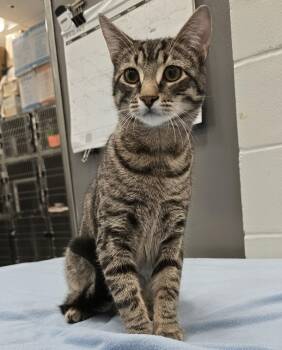 Domestic Short Hair Cats Available for Adoption in Lindenhurst, New York - 6-162 Steve | PetCurious