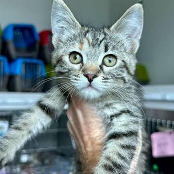 Domestic Medium Hair Cats Available for Adoption in Matteson, Illinois - Polynesian | PetCurious