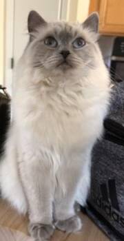Maisie -  Ragdoll Cat for Adoption in Syracuse, New York - Maisie | PetCurious