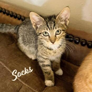 Socks #Heights-quintet -  Tabby and Domestic Short Hair Cat for Adoption in Houston, Texas - Socks #Heights-quintet | PetCurious