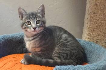 Palmer -  Domestic Short Hair Cat for Adoption in Fountain Hills, Arizona - Palmer | PetCurious