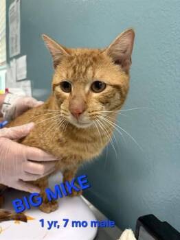 BIG MIKE -  Domestic Short Hair Cat for Adoption in Holbrook, New York - BIG MIKE | PetCurious