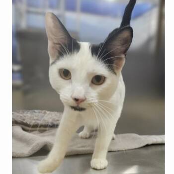Tulip -  Domestic Short Hair Cat for Adoption in Hemet, California - Tulip | PetCurious