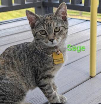 Sage -  Domestic Short Hair Cat for Adoption in Cincinnati, Ohio - Sage | PetCurious