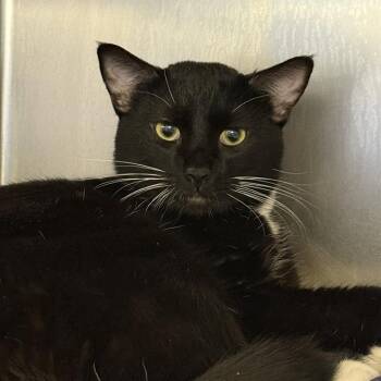 BISCOTTI -  Domestic Short Hair Cat for Adoption in Las Vegas, Nevada - BISCOTTI | PetCurious