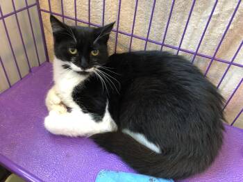 Rescue Domestic Short Hair Cats for Adoption in Salisbury, Massachusetts - Evelyn | PetCurious