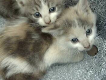 Rescue Domestic Medium Hair Cats for Adoption in Dallas, Texas - PEARLA | PetCurious