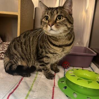 Domestic Short Hair and Tabby Cats Available for Adoption in Omaha, Nebraska - Viola | PetCurious