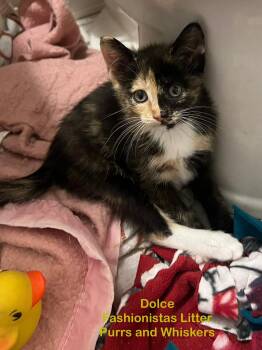 Dolce -  Domestic Short Hair Cat for Adoption in New Hartford, New York - Dolce | PetCurious