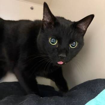 Rescue Domestic Short Hair Cats for Adoption in Fairport, New York - Emma | PetCurious