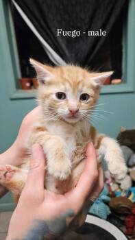 Fuego -  Domestic Short Hair Cat Available for Adoption in Liberty, New York - Fuego | PetCurious