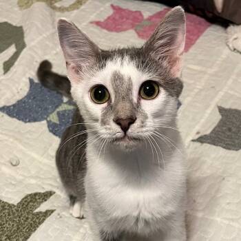 Rescue Domestic Short Hair Cats for Adoption in Cumming, Georgia - Misty 2 | PetCurious