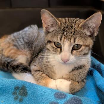 Twix -  Domestic Short Hair Cat for Adoption in Sonoma, California - Twix | PetCurious