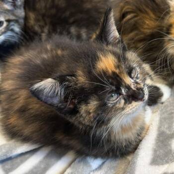 Super Siren -  Domestic Short Hair Cat for Adoption in Fort Wayne, Indiana - Super Siren | PetCurious