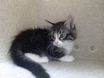 A552620 -  Domestic Long Hair and Domestic Short Hair Cat for Adoption in Moreno Valley, California - A552620 | PetCurious